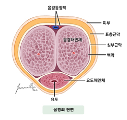 음경의 단면