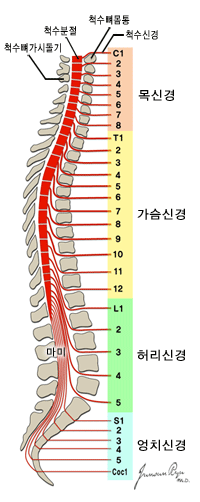 척수의 전체 모습